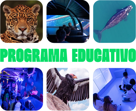 Programa Educativo